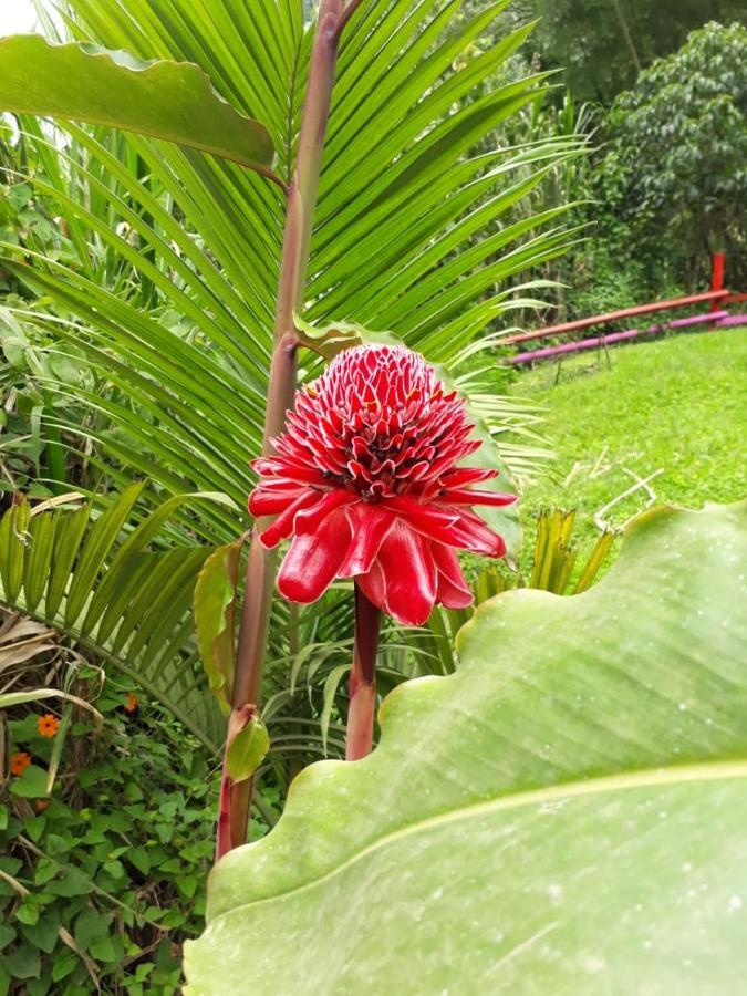 Hotel Dulce Campestre Jardín Eksteriør billede